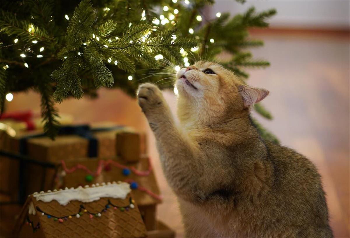 Tannenbaum mit Katze