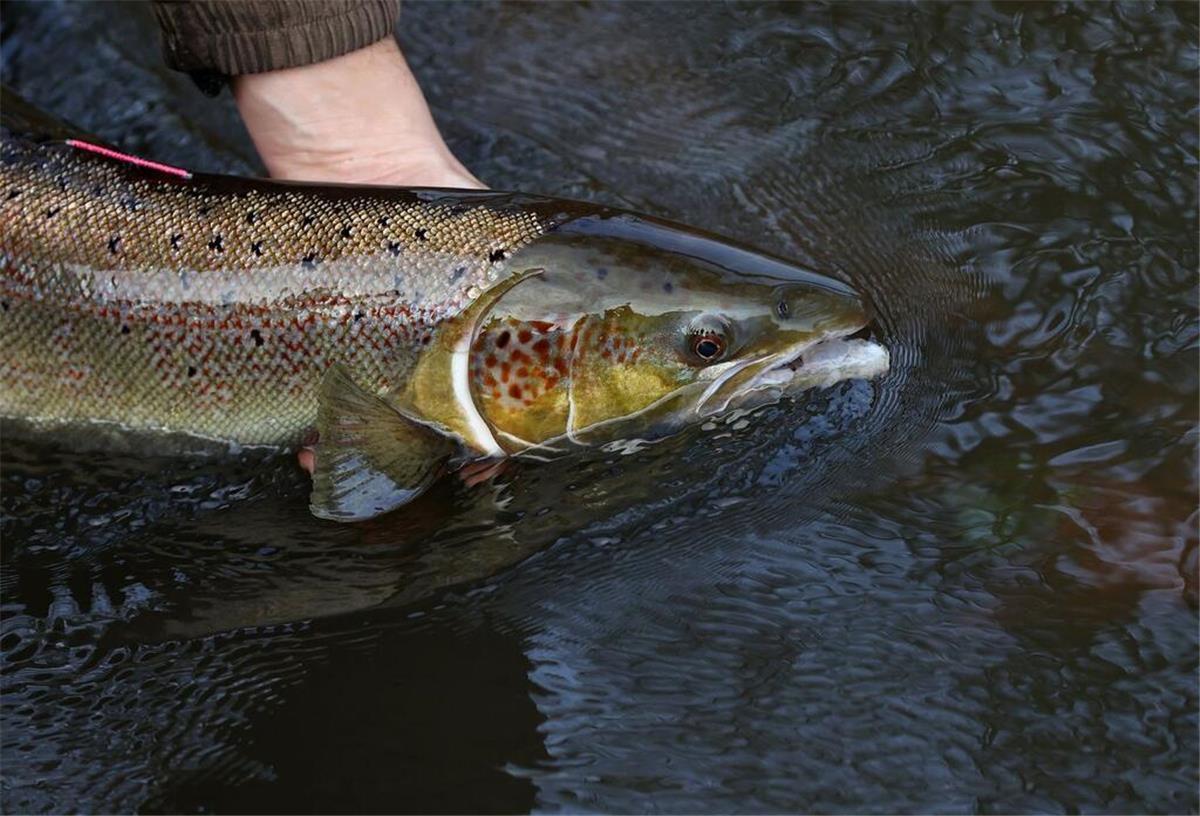 Die Welt von McDonald‘s: 5 Fakten und Geschichten, die dich überraschen Tausche große Pommes gegen langen Lachs: In Alaska ist das in einigen McDonald‘s-Fillialen möglich. (Symbolbild)