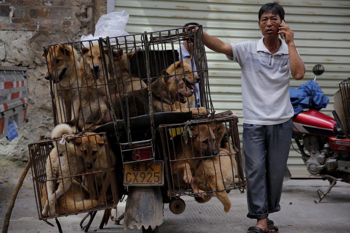 China: Wenn Tausende Hunde im Kochtopf landen Tausende Hunde und Katzen werden zum Hundefleisch-Festival in Yulin geschlachtet. Behörden kündigten nun Maßnahmen an.
