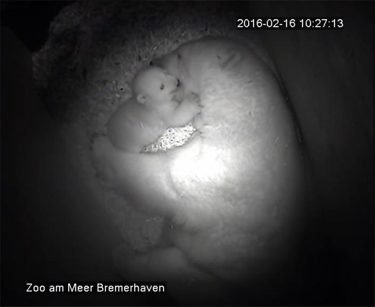 Eisbärenbaby: Mädchen oder Junge? Das Rätselraten geht weiter Testalicious