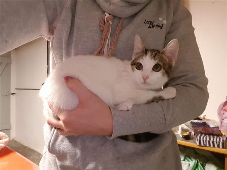 Zeven: Sind Fundtiere hier unerwünscht? Thalea Soneson hält ihr Findelkind, das Kitten auf dem Arm.