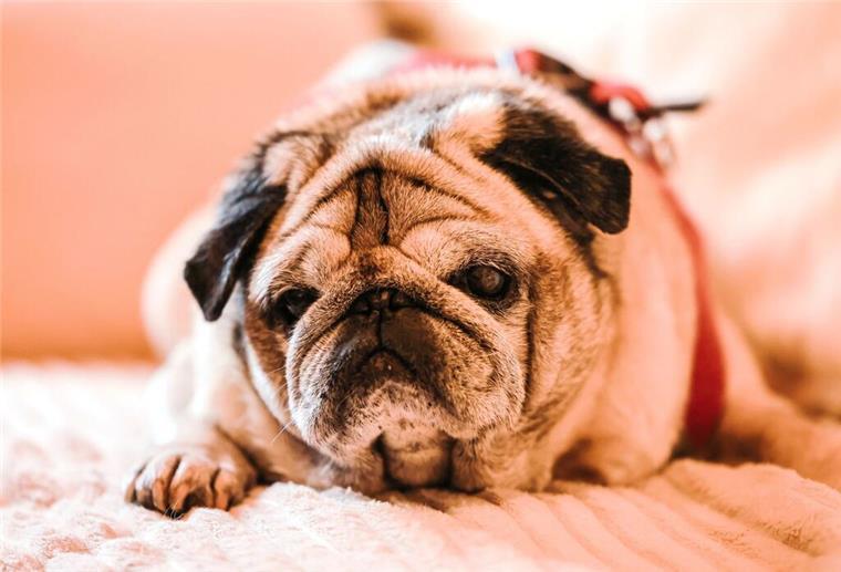 Ein Mops liegt auf dem Sofa.
