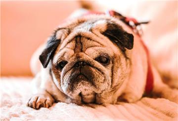 Ein Mops liegt auf dem Sofa.