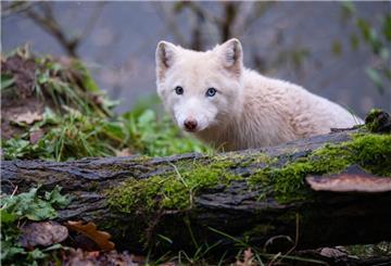Ein Fuchs in einem Wald.