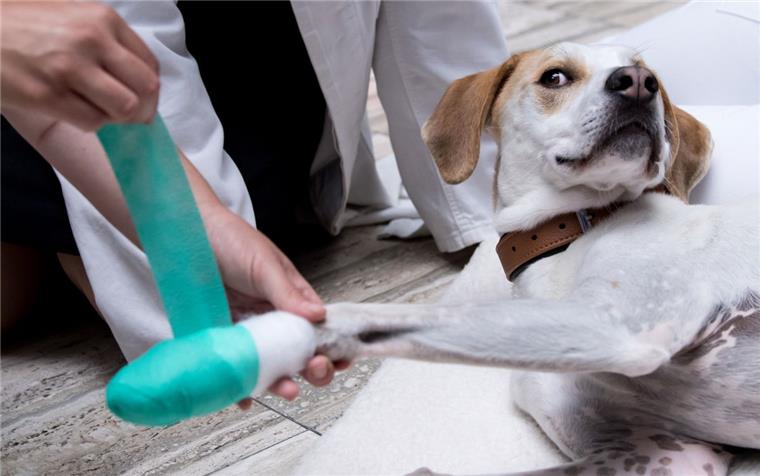 Notdienst der Tierärzte wird teurer Tierbesitzer müssen künftig beim Notdienst nachts oder am Wochenende mehr bezahlen.