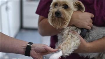 Tiere mit schweren Verletzungen oder Erkrankungen können auch außerhalb der Sprechstunden vom tierärztlichen Notdienst betreut werden. 