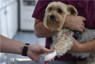 Tiere mit schweren Verletzungen oder Erkrankungen können auch außerhalb der Sprechstunden vom tierärztlichen Notdienst betreut werden. 