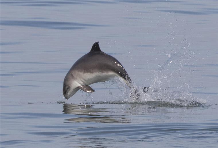 Normalerweise sind Schweinswale eher scheu und kommen selten ganz aus dem Wasser.