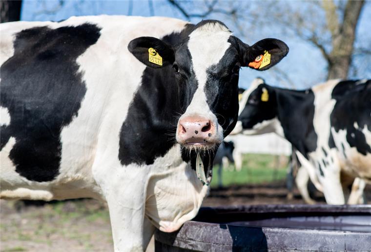 Niedersachsen: Agrarbündnis will zukunftsfähige Landwirtschaft Kühe stehen auf einer Weide.