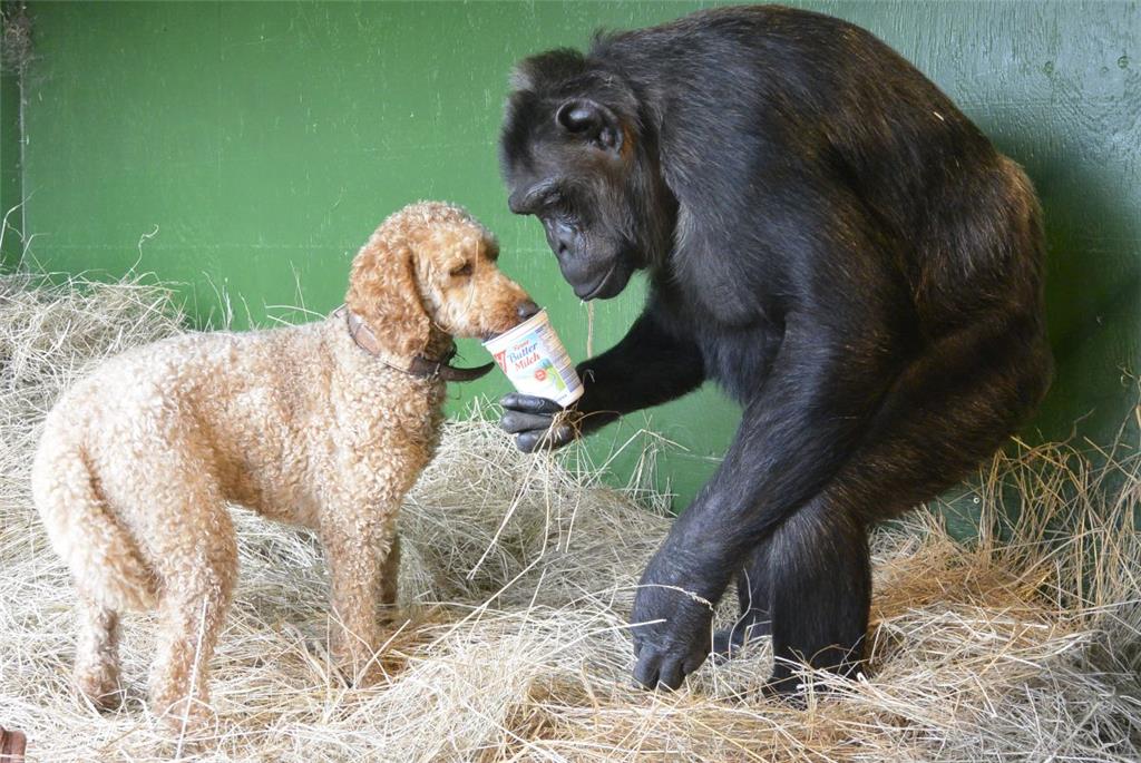 Tierische Freundschaft: Robby füttert &quot;seinen&quot; Hund Ted. Foto: Dr. Dör...