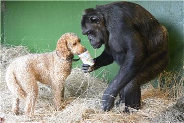 Tierische Freundschaft: Robby füttert &quot;seinen&quot; Hund Ted. Foto: Dr. Dör...