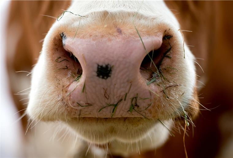 Tierischer Einsatz: Die Bremerhavener Feuerwehr hat eine Kuh aus einem Graben befreit.