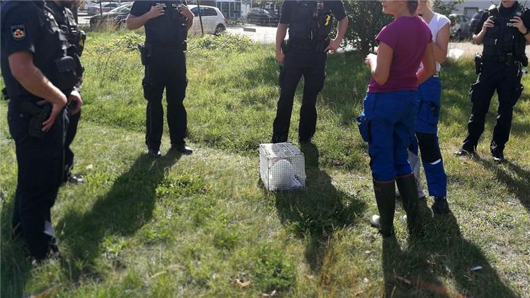 Tierischer Einsatz: Die Polizei musste in Bremerhaven ein großes Kaninchen einfangen.