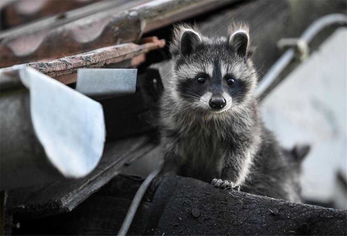 Ein junger Waschbär schaut von einem Dach herunter.