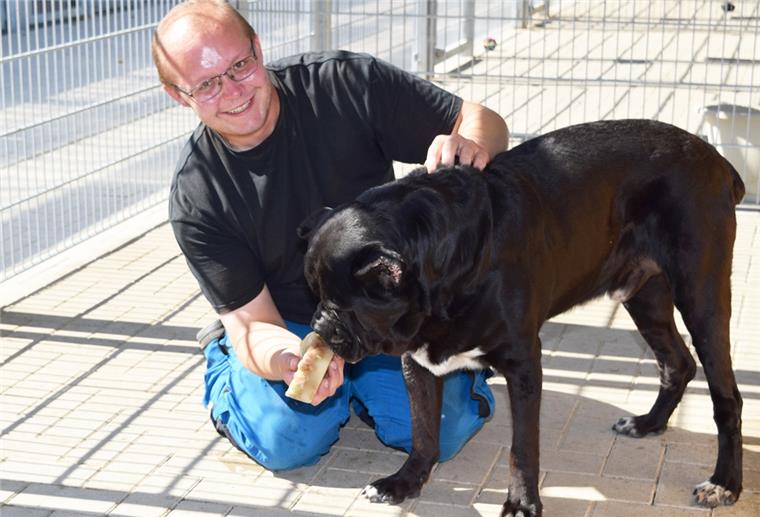 Tierpfleger Philipp Schöller serviert dem Cane Corso Conan eine eisige Erfrischung.