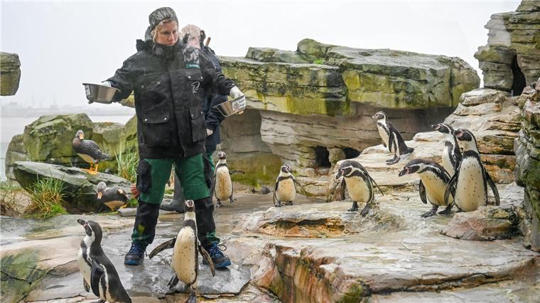 Das Pinguin-Orakel hat eine Entscheidung gefällt: Diese Mannschaft wird gewinnen Tierisches Orakel im Zoo am Meer.