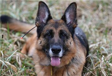Ein Schäferhund liegt im Gras. In Belgien wurde ein Tier achtlos getötet.