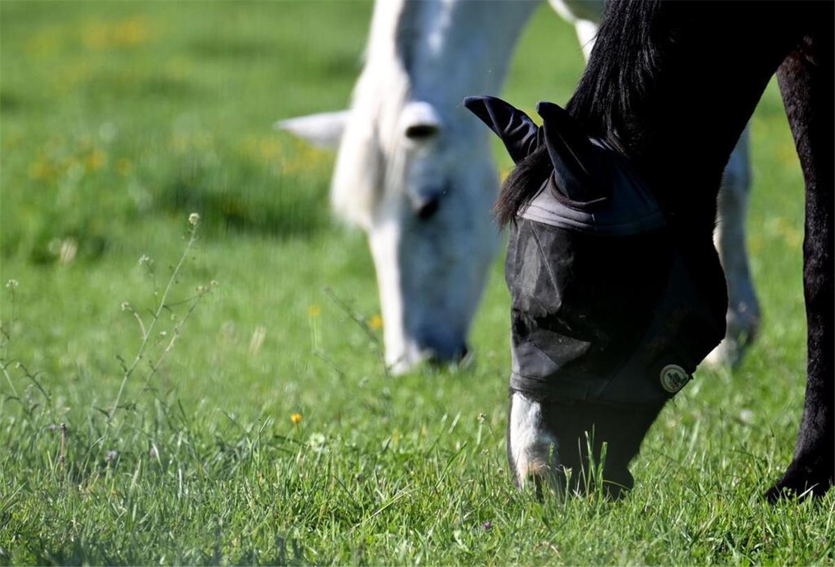 Grausame Tierquälerei! Pferd durch präparierte Köder verletzt Pferde weiden auf ihrer Koppel.