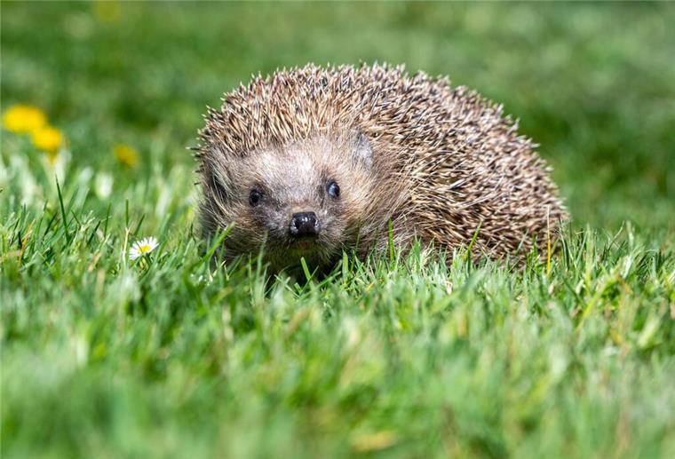 Nachtfahrverbot: Damit Mähroboter keine Igel mehr niedermähen Tierschützer fordern jetzt stärkere Maßnahmen. Im Jahr 2020 wurde der Igel auf die Vorwarnliste der Roten Liste für Deutschland gesetzt.