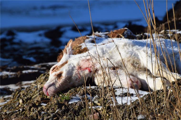 Tierschützer haben zwei tote Kälber auf dem Hof eines Landwirts entdeckt. Die Tiere waren von der Straße aus gut zu erkennen.