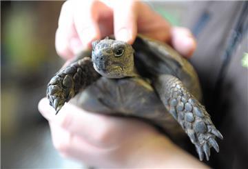 Tierschutzbund warnt: Schildkröten sind keine Kuscheltiere!