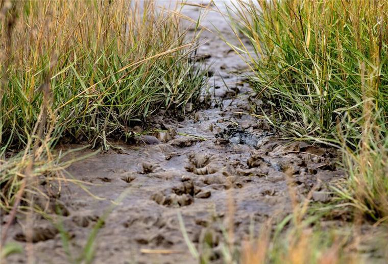 Tierspuren zeichnen sich im Schlickboden ab