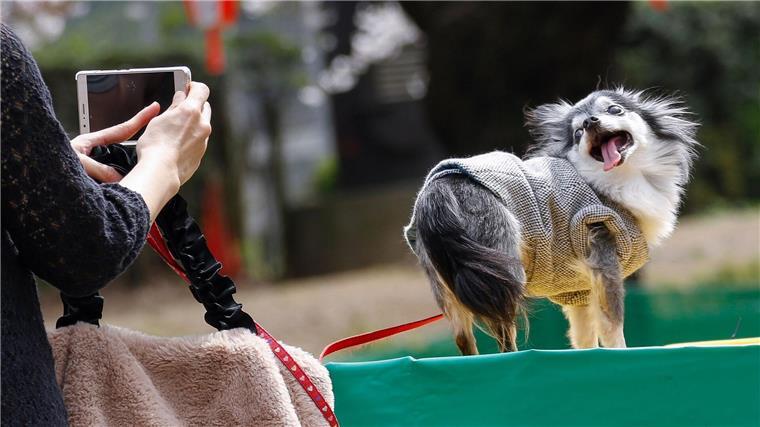 Tierleid für Klicks: Wie inszenierte Tierrettungen Millionen einbringen Tiervideos berühren das Herz - das kann missbraucht werden. (Symbolbild)