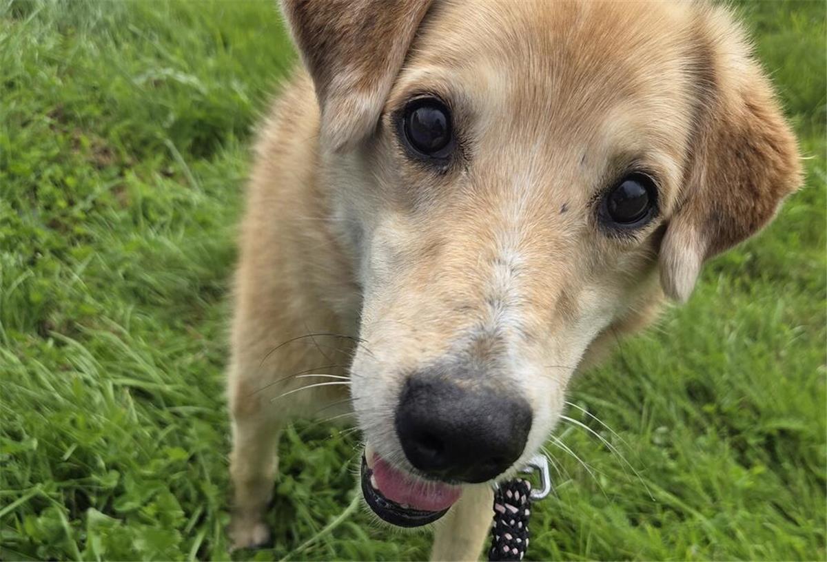 Ein junger Hund läuft auf einer Wiese.