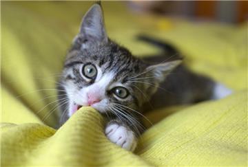 Süßes Katzenbaby