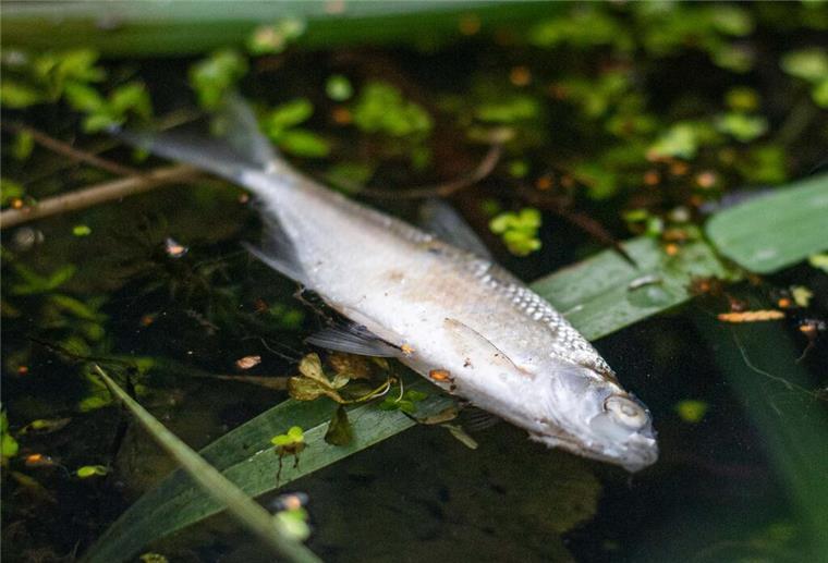 Ein toter Fisch im Wasser