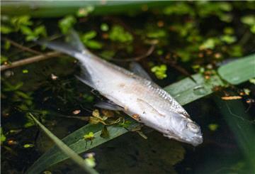 Ein toter Fisch im Wasser