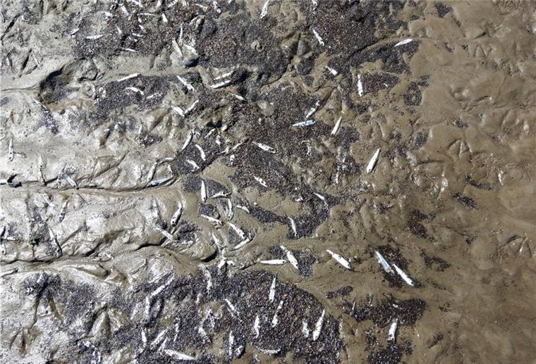 Tote Fische im Watt vor Cuxhaven: Wer ist zuständig? Tote Fische, die meisten junge Heringe, wurden in der vorvergangenen Woche angeschwemmt. Die Ursachenermittlungen laufen.