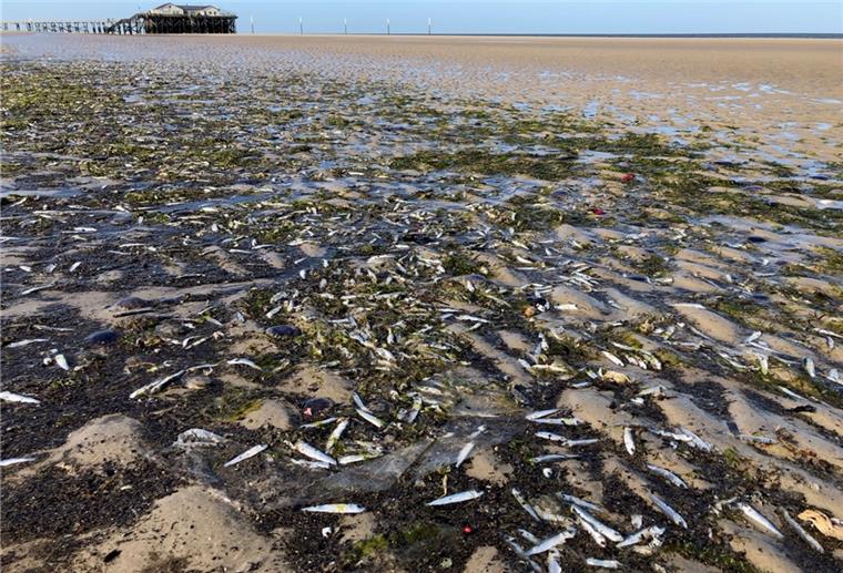 Ursache für Fischsterben an der Nordseeküste bleibt rätselhaft Tote Fische liegen am Nordseestrand. An der Nordseeküste von Schleswig-Holstein und Niedersachsen sind in den vergangenen Tagen an mehreren Orten Hunderte tote Fische angeschwemmt worden.