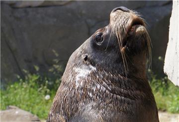 Trauer im Zoo am Meer: Sailor ist tot.