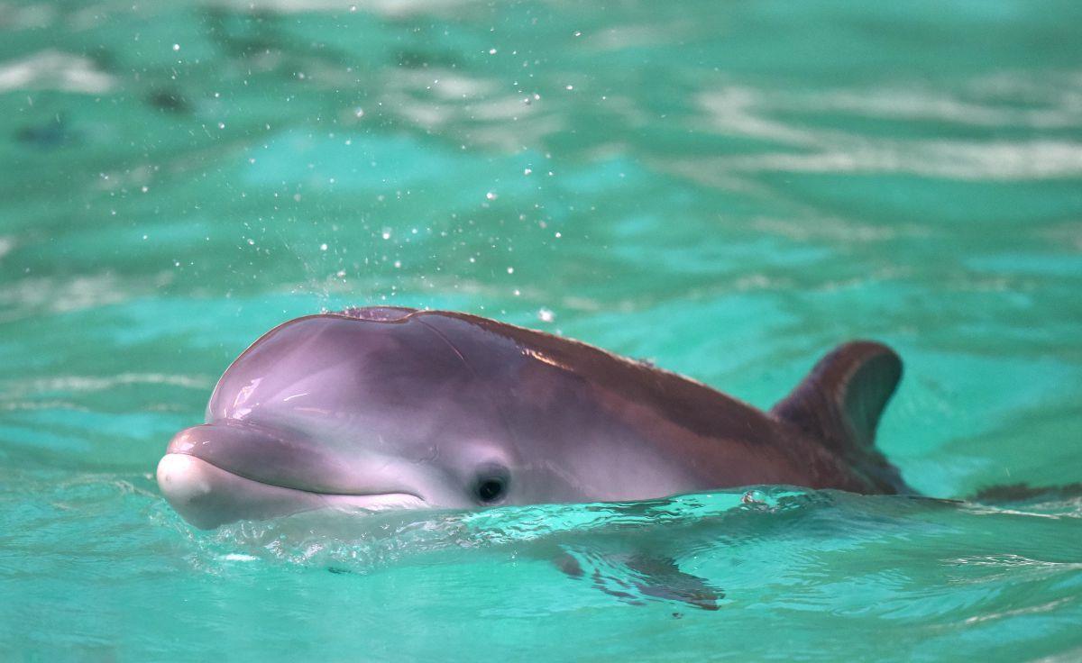 Touristen lassen Delfin-Baby unter Sonnenstrahlen sterben Traurig: Ein Delfin-Jungtier starb qualvoll in Argentinien, weil Strandbesucher Selfies mit dem Tier machen wollten.