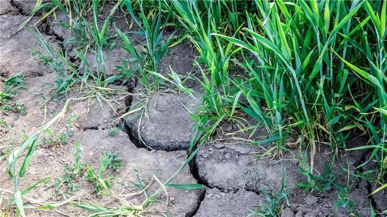 Wegen der Trockenheit: Aufruf zu sparsamem Wasserverbrauch Trockenheit in der Region Osnabrück macht der Landwirtschaft zu schaffen.