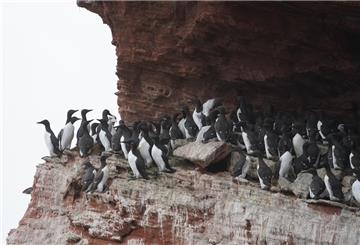 Trottellummen fühlen sich auf den Felsvorsprüngen auf Helgoland pudelwohl.