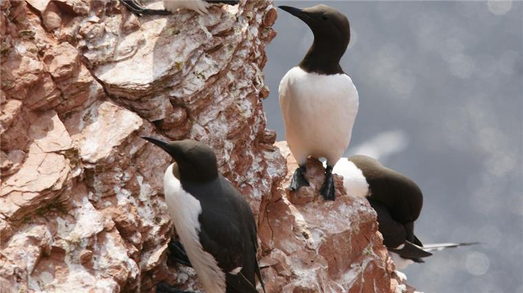 Winterphänomen: Tausende Trottellummen auf Helgoland Trottellummen sind eigentlich Frühjahrs- und Sommergäste auf den Helgoländer Vogelkippen, aber jetzt tauchen sie tageweise auch im Winter auf.