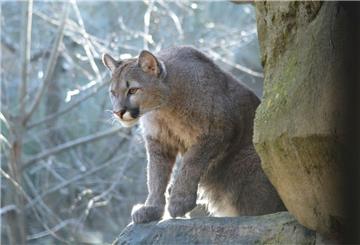 Trotz der Untersuchung bleibt die Todesursache von Puma Frieda ungeklärt.