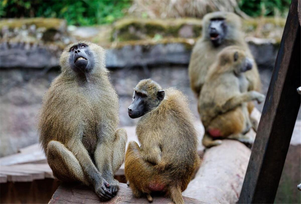 Trotz massiver Kritik: Nürnberger Tiergarten tötet 12 gesunde Paviane Paviane sitzen in ihrem Gehege im Tiergarten Nürnberg.