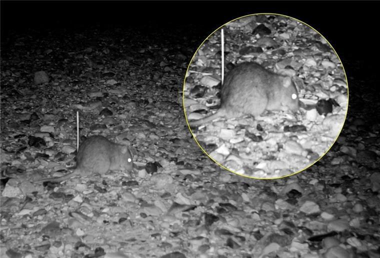 Ratten, Füchse, Marderhunde: Wattenmeer-Experten suchen nach Lösungen Nachtaufnahme einer Ratte, die ein Vogelei am Strand findet