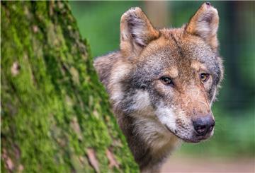 Über 60 Tiere sind an zwei Orten Ende November und Anfang Dezember verendet.