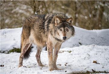 Über den Umgang mit dem Wolf wird am Donnerstag im niedersächsischen Landtag debattiert.
