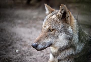 Über die Zukunft des Wolfs wird in Niedersachsen intensiv diskutiert. 