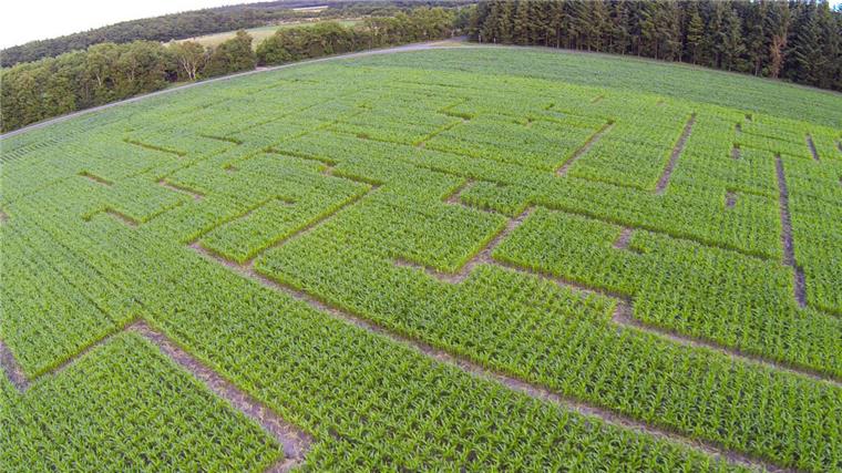 Video: Auf Irrwegen durchs Maislabyrinth Über drei Kilometer erstreckt sich das Maislabyrinth auf Hof Roßmann in Berensch.