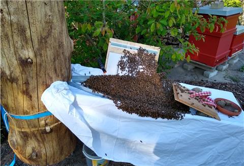 Über ein schräg angelegtes Brett mit weißem Laken krabbeln die Bienen in ihr neues Zuhause.