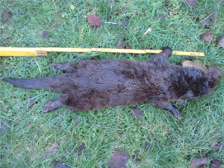 Überfahren auf der L 117 in Bad Bederkesa: ein junger Fischotter. Das Tier steht unter Artenschutz.