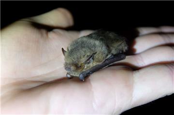 Um Alter und Geschlecht zu bestimmen, wurden einige Fledermäuse in Bremerhaven per Netz gefangen. Das Bild zeigt eine Zwergfledermaus.