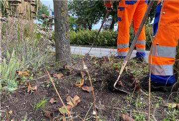 Um dem Wildkraut auf den Grünflächen der Stadt zu Leibe zu rücken, müssen die Mitarbeiter vom Bauhof Nordenham per Hand mit einer Hacke vorgehen.