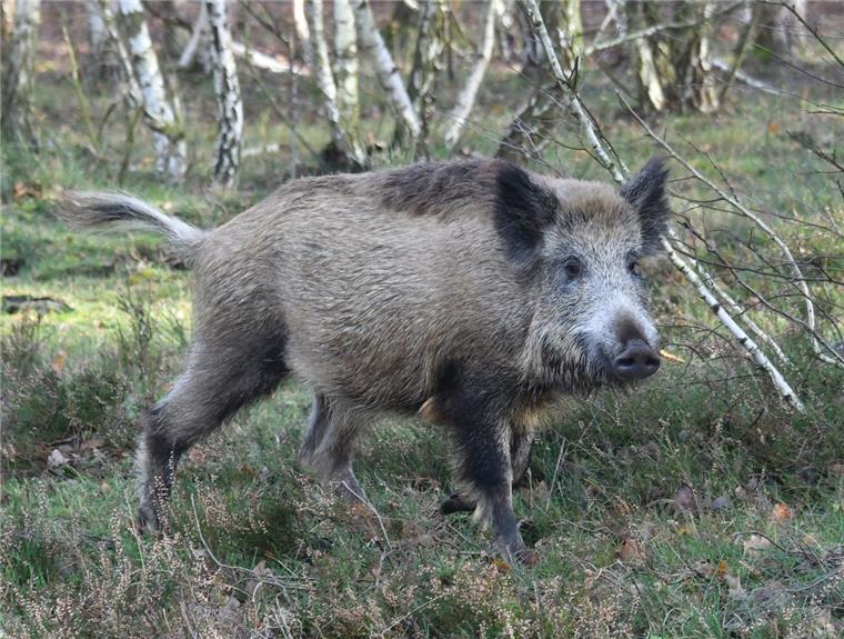 Zeven: Afrikanische Schweinepest rückt näher Um die Afrikanische Schweinepest in den Griff zu bekommen, empfehlen Experten eine Regulierung der Wildschweinbestände.